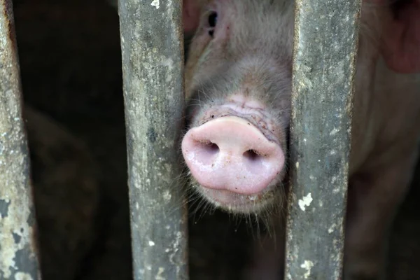 Hocico Cerdo Saliendo Entre Las Barras Acero Una Pocilga — Foto de Stock