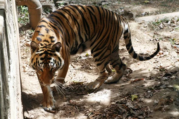 Vollbild Eines Bengalischen Tigers Der Durch Die Gegend Läuft — Stockfoto