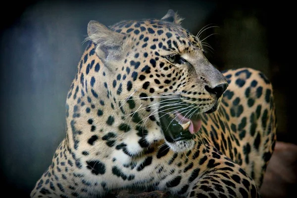 Sidan Visa Närbild Leoparder Huvud Med Huggtänder Som Visar — Stockfoto