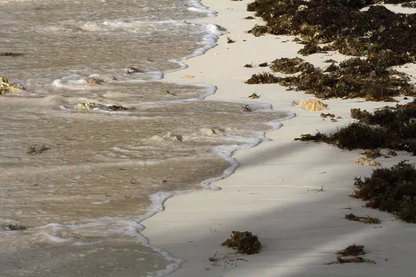 Deniz yosunları ile sınırlanmış deniz kıyısında yuvarlanan dalgalar
