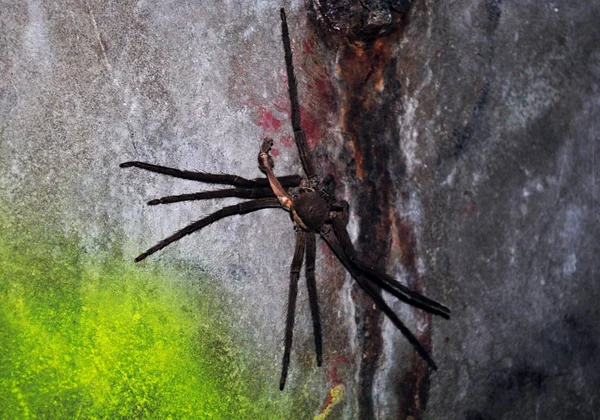 Gran Araña Negra Trepando Por Muro Hormigón Oxidado — Foto de Stock