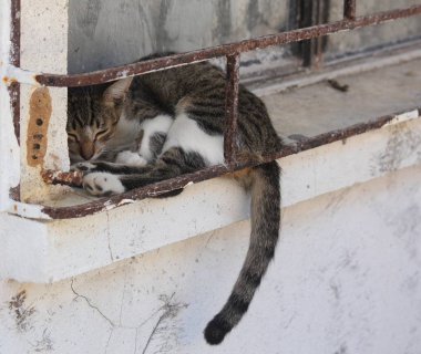 Siyah ve beyaz kedi kuyruk aşağı asılı pencere eşik kadar kıvrılmış