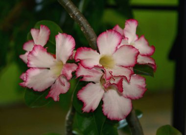 Pembe ipuçları ile güzel beyaz çiçekler   