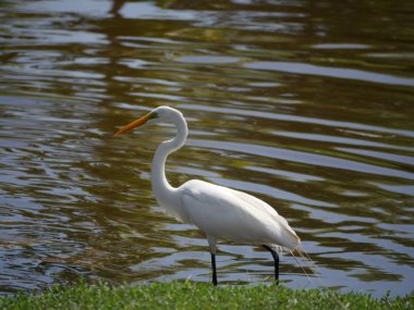 Bir gölün kıyısında durup yiyecek arayan beyaz balıkçıl.