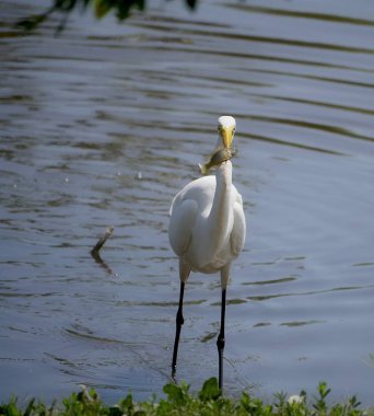 Gagasında yeni yakalanmış balıklarla beyaz balıkçıl.