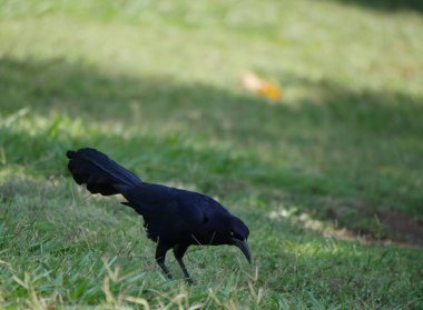 Yeşil çimenlerde yiyecek arayan siyah karga