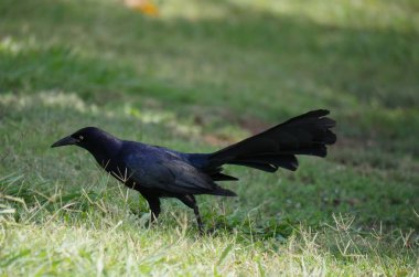 Yeşil çimenlerde yürüyen siyah karga