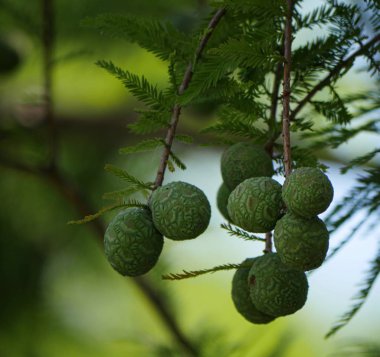 Ağaç dallarından sarkan kel selvi tohum baklası yakın