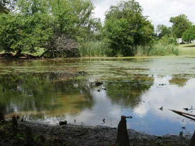 Bulanık sulara yansıyan ağaçlarile çamurlu gölet