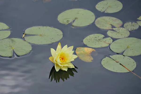 Желтая Водяная Лилия Цветет Зелеными Листьями Плавающими Воде — стоковое фото