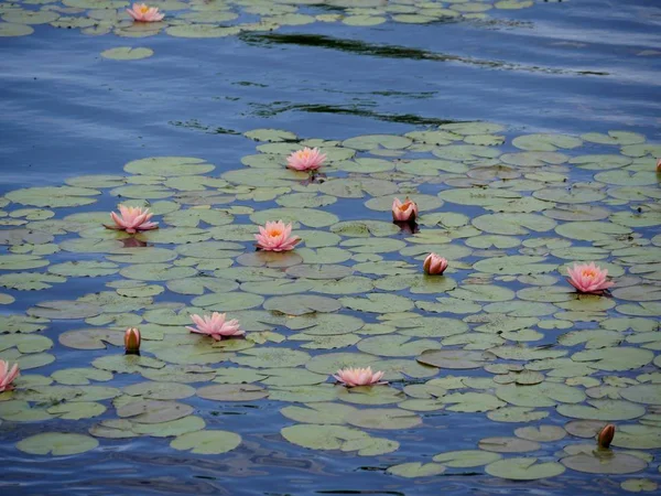 Пруд Розовой Водой Лилии Листья Плавающие — стоковое фото