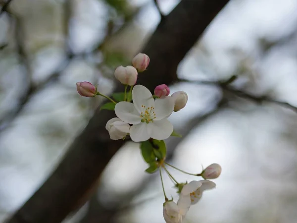 Malé Bílé Květiny Visící Větve Stromu Rozostřené Pozadí — Stock fotografie
