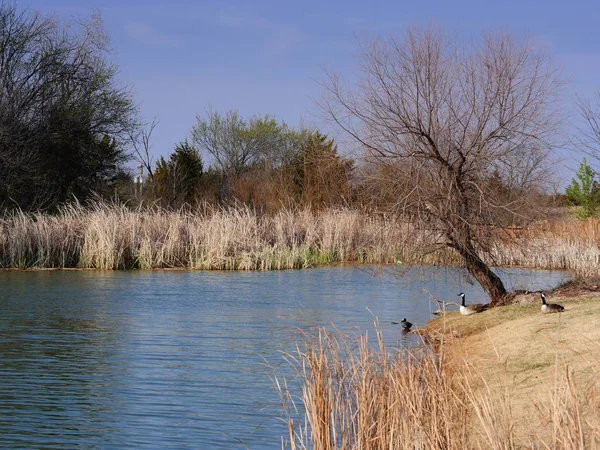 湖畔的干草和树木没有叶子 和湖边的鸭子景观 — 图库照片