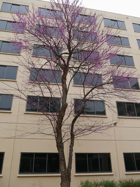 Tree Violet Flowers First Few Days Spring Background Tall Building — Stock Photo, Image