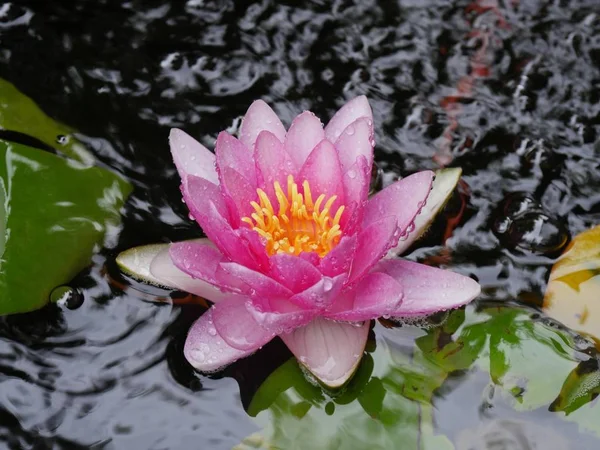 Промокшая Розовая Водяная Лилия Желтым Центром Цветущим Пруду — стоковое фото