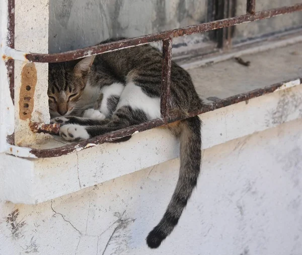 Siyah ve beyaz kedi kuyruk aşağı asılı pencere eşik kadar kıvrılmış