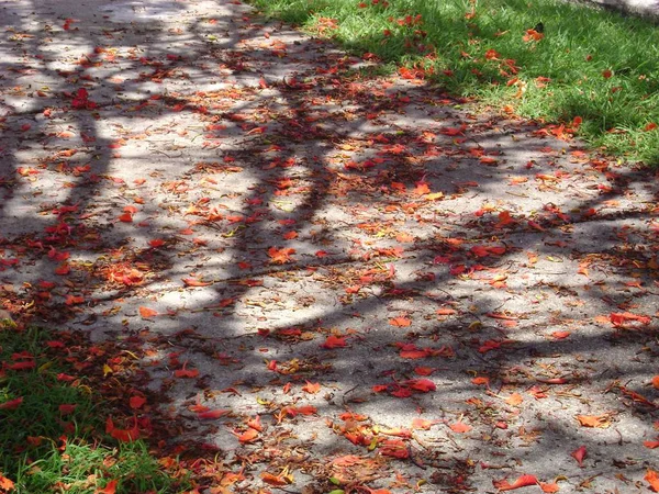 stock image A concrete footpath made beautiful by a shower of bright red flowers fallen from the flame tree