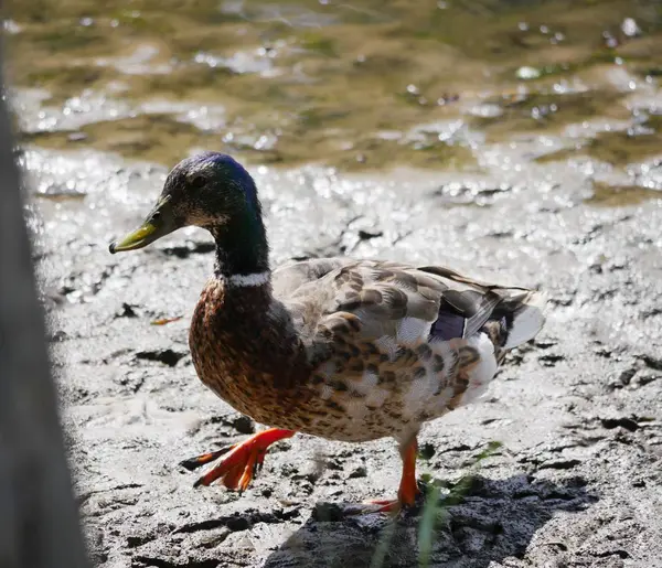 鸭子在泥泞的池塘里行走 背景有散景效果 — 图库照片