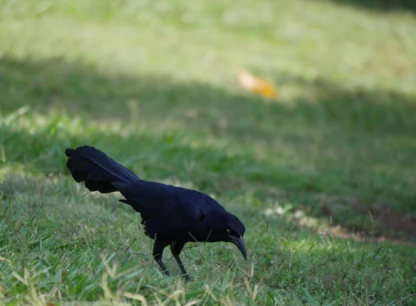 Yeşil çimenlerde yiyecek arayan siyah karga