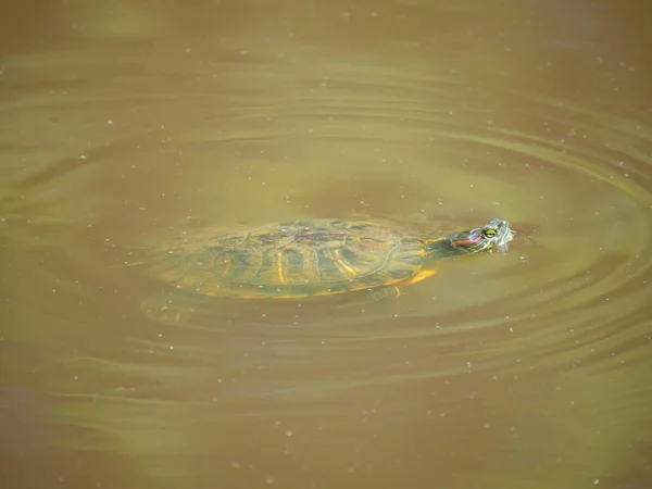 Seitenansicht Einer Grünen Schildkröte Die Sehr Trüben Gewässern Einem Teich — Stockfoto