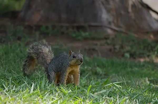 Petit Écureuil Debout Alerte Dans Herbe — Photo