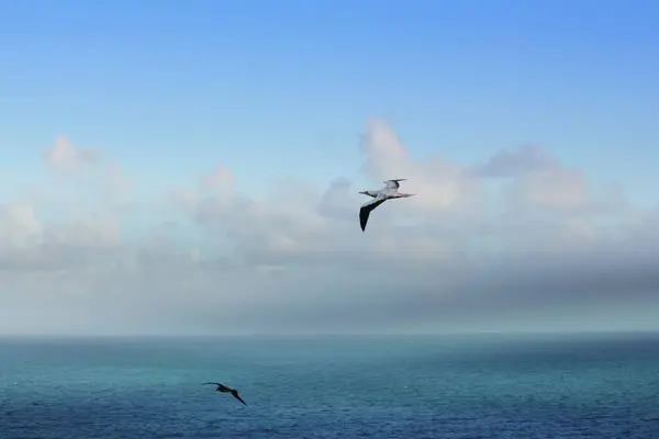 2羽の鳥が地平線を飛ぶ青い海と空の柔らかい雲の淡い背景 — ストック写真