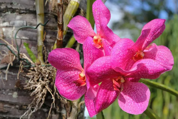 Orquídeas Rosa Brilhantes Penduradas Jardim Tiro Perto — Fotografia de Stock