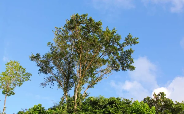 Árboles Altos Que Elevan Por Encima Del Bosque Con Nubes —  Fotos de Stock