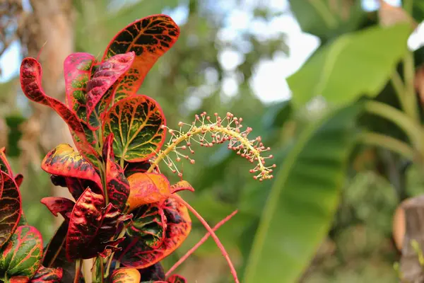 Planta São Francisco Croton Planta Croton Tropical Também Chamada Planta — Fotografia de Stock
