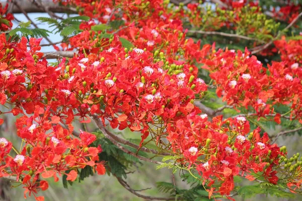 Bouquets of red flame tree flowers hanging from the tree