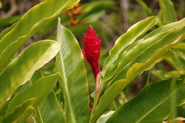 Planta Tropical Flor Gengibre Vermelho Alpinia Purpurata Emergindo Entre Folhas — Fotografia de Stock