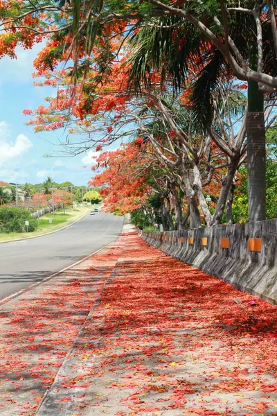 Flame Tree Flowers Shower Roadside Retrato Tirado Saipan Ilhas Marianas — Fotografia de Stock