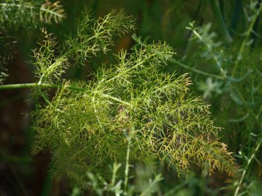 Achillea Millefolium yaprakları Şubesi