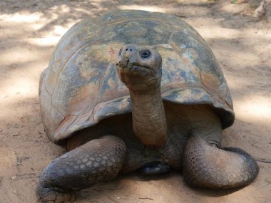 Önden bakan bir Galapagos kaplumbağasının yakın çekimi