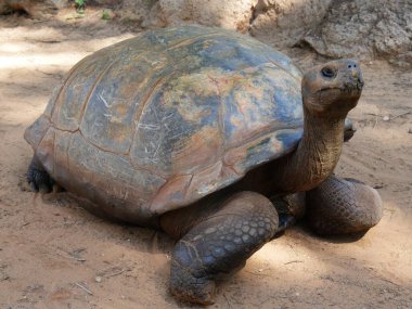 Galapagos kaplumbağa tozlu zeminde yürüyüş, yarı yan frontal görünüm