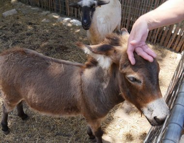 Küçük bir eşek hayvanat bahçesinde bir ziyaretçi bir petting alır, beyaz bir koyun bakarken
