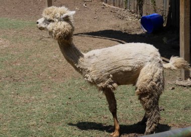 Lama bir hayvanat bahçesinde büyük bir zemin içinde yan görünüm ayakta
