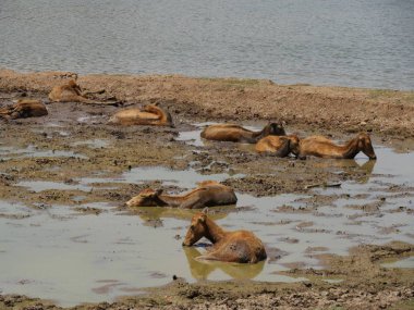 Sıcak bir günde serinlemek için çamura batmış bir geyik sürüsünün geniş bir görüntüsü.