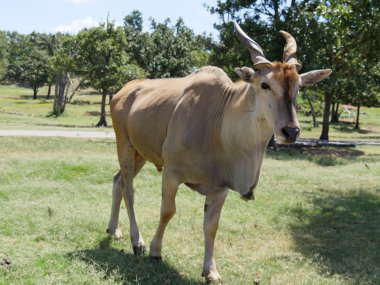 Ağaçlar ve yeşil çimenler ile bir mera da yürüyen
