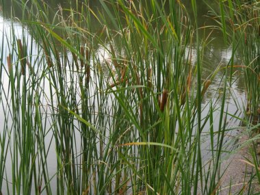 Bushes called common cattails or brown hot dog on a sticks These are also called broadleaf, bulrushes, great reedmace, coopers reed and cumbungi clipart