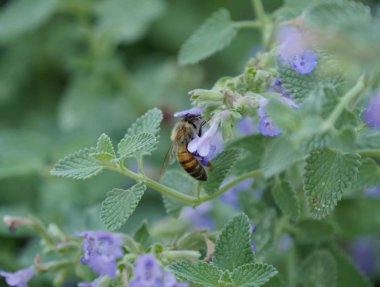 Arı yudumlarken bal küçük menekşe çiçekleri 