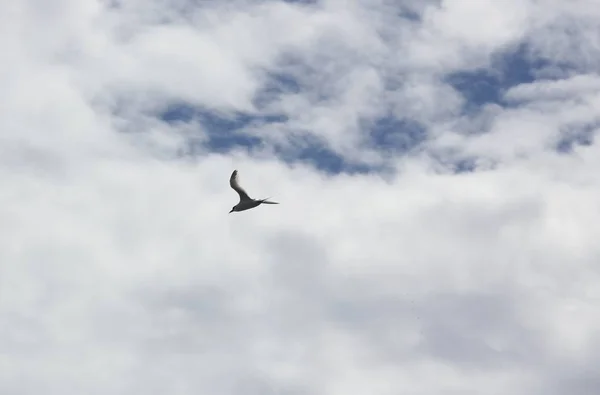 Solitary Bird Flies Skies White Clouds Background — Stock Photo, Image