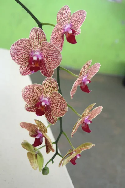 Větev Nádherných Spatních Orchidejí Visící Venkovní Zahradě — Stock fotografie