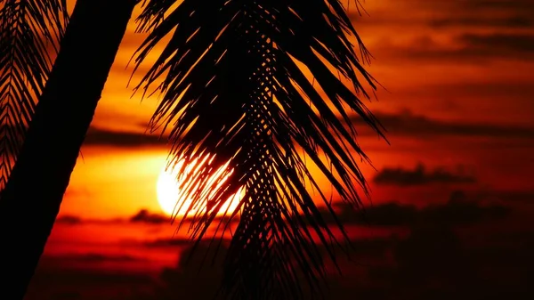 Zachód Słońca Sylwetki Palmy Krajobrazurysunki Sylwetkę Oszałamiający Zachód Słońca Tropikalnej — Zdjęcie stockowe