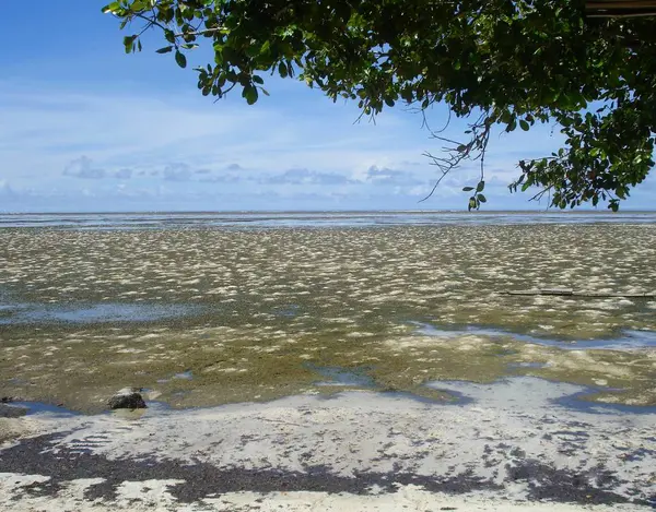 Tropikal bir plajda düşük gelgit, bir ağacın kalın yaprakları ile çerçeveli 