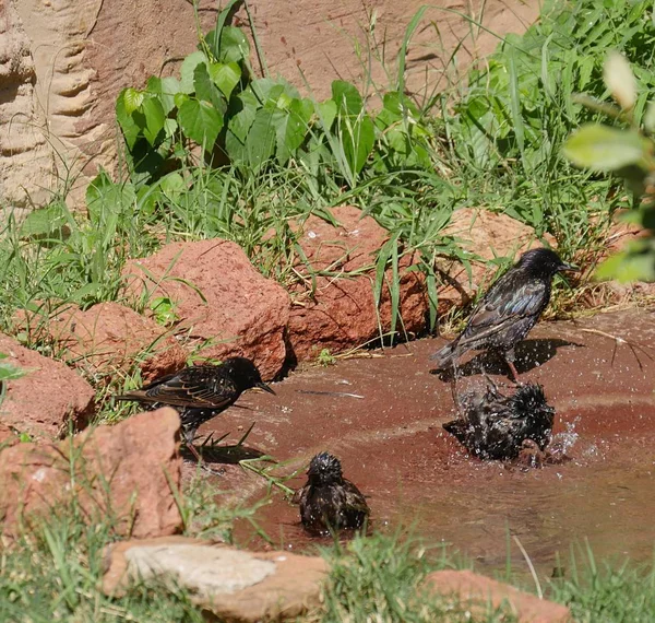 Pequenos Pássaros Tomando Chuveiros Refrescantes Pássaros Tomando Banho Uma Pequena — Fotografia de Stock