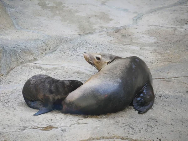 New Born Zeeleeuw Verpleging Een Pasgeboren Zeeleeuw Verpleging Van Haar — Stockfoto