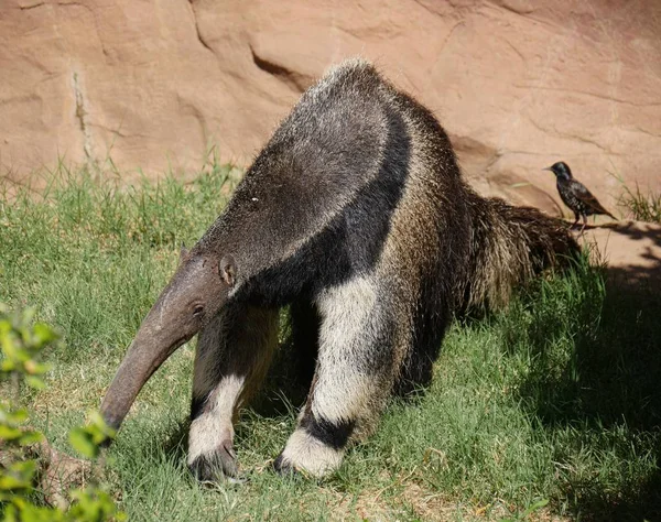 Pájaro También Sentado Una Roca Cercana — Foto de Stock