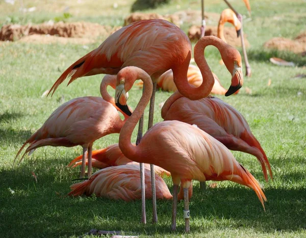 Amerikanische Flamingos Entspannen Sich Einem Heißen Tag Schatten — Stockfoto