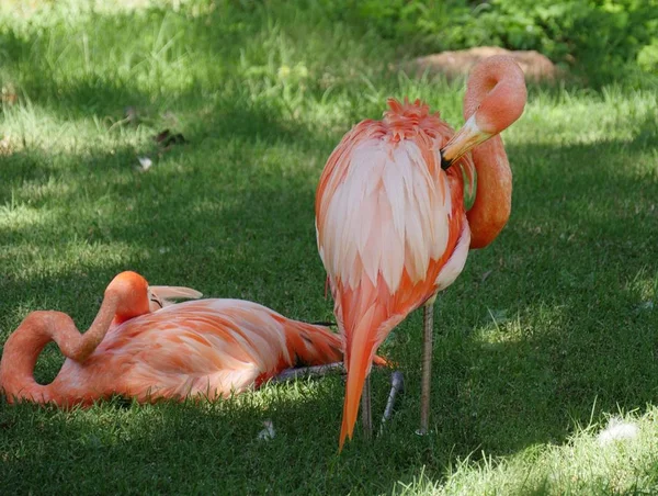Zwei Amerikanische Flamingos Einer Sitzend Und Einer Stehend Beide Flamingos — Stockfoto